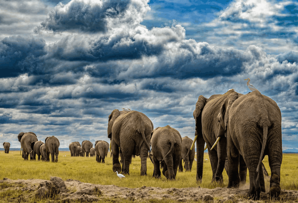 1920 by 1310 elephant trail amboseli