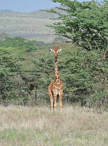 370 by 500 layout samburu