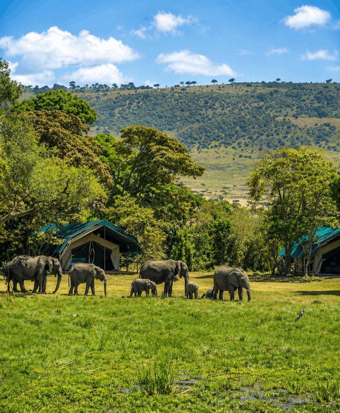 470 by 570 elephant lodge (1)
